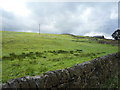 Grazing near Roundhill Farm