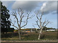 Dead trees by the Forgan Roundabout