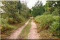 Heathland Track, Kingsley Common, Hampshire - 140918