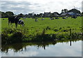 Cows next to the Lancaster Canal at Blackleach