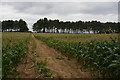 TM3652 : Sandlings Walk crossing maize field east of Wantisden Hall by Christopher Hilton