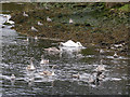NT9464 : Swans with cygnets on the Eye Water by Stephen Craven