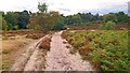 Track across Kingsley Common, Hampshire - 140918