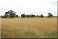 Grass field on the edge of Rennington