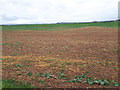 Field west of Sand Barn Lane