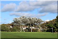 Trees at Doonfoot