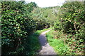 Footpath in nature reserve, Milford on Sea