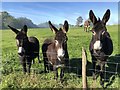 Donkeys at Upper Barpham