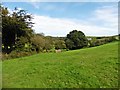 Pasture near Old Shute