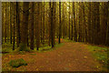 NO0661 : Cateran Trail in Forest near Kirkmichael, Perthshire by Andrew Tryon