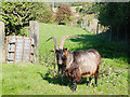 Long Horned Goat at Chew Moor