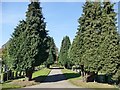 Avenue of yew trees in Southern Cemetery