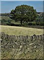 Tree north of Green Lane