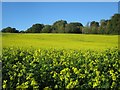 Autumn Rape field, Riccards Lane