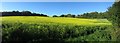 Autumn Rape field, Riccards Lane