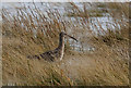 NT9853 : A curlew (Numenius arquata) on the River Tweed by Walter Baxter