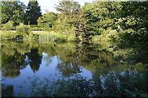 TQ3328 : Pond near Ardingly College by N Chadwick
