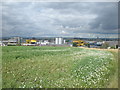 Northerly view of pea field by Ferryden