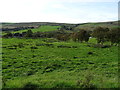 Grazing off Burnley Road, Loveclough