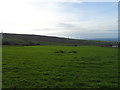 Grazing near Higher Oaken Eaves