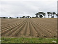 NO3820 : Potato field by Scott Cormie