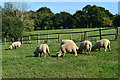 Sheep grazing at Melchet Park