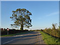 Willingham Road in evening sunlight