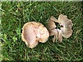 Fungi, Knockgreenan