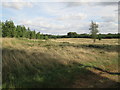 TL9385 : Open  heath  with  Bridgham  Belt  to  the  left by Martin Dawes
