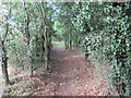 TL9384 : Peddars  Way  through  scrubby  plantation  woodland by Martin Dawes