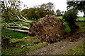 Fallen tree, Envagh