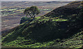 NY9150 : Lone tree on slope above Beldon Cleugh by Trevor Littlewood