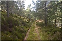 NO4693 : Logging track, Glen Tanar Forest by Richard Webb