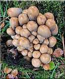 NH4857 : Fungi by Anne Burgess