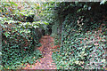 Ivy-covered path