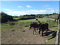 Horses near Bury Farm seen from Edgwarebury Lane