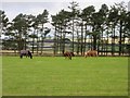 Grazing horses