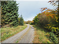 Curving forest road in Pennington Plantation