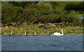 NT9651 : Mute Swans On The River Tweed by Mary and Angus Hogg