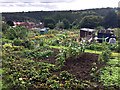 The allotments on Westfields