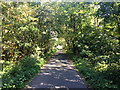 Road through Hodber Hill Plantation