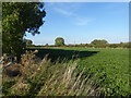 Fields east of Saxilby