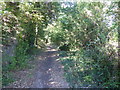 An ancient wooded lane in Edgware