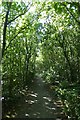 Path through the trees