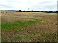 Farmland, Gore Lane