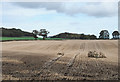 Stubble field at Mainsforth