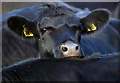 A bullock at Town Farm