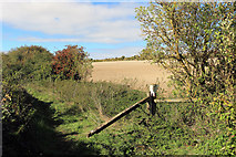 SU3974 : Broken Gate, Lambourn Valley Way by Des Blenkinsopp