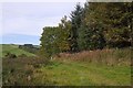 Wood above Hillend