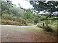 Track in Houndsmoor Wood